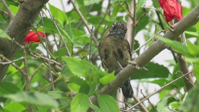 Mottled Piculet - ML308613091