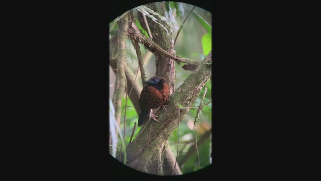 Ocellated Antbird - ML308613771