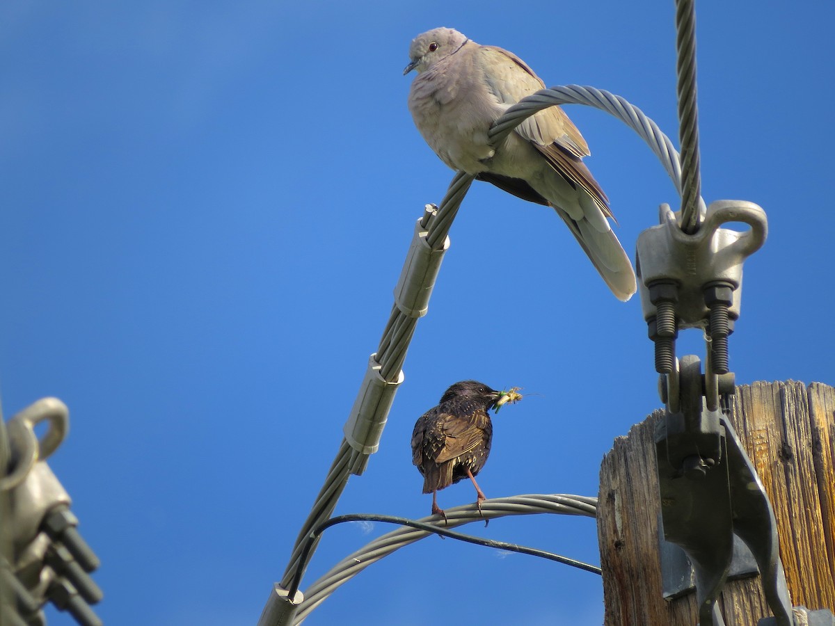 African Collared-Dove - ML30861461