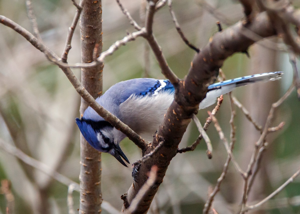 Blue Jay - ML308615281