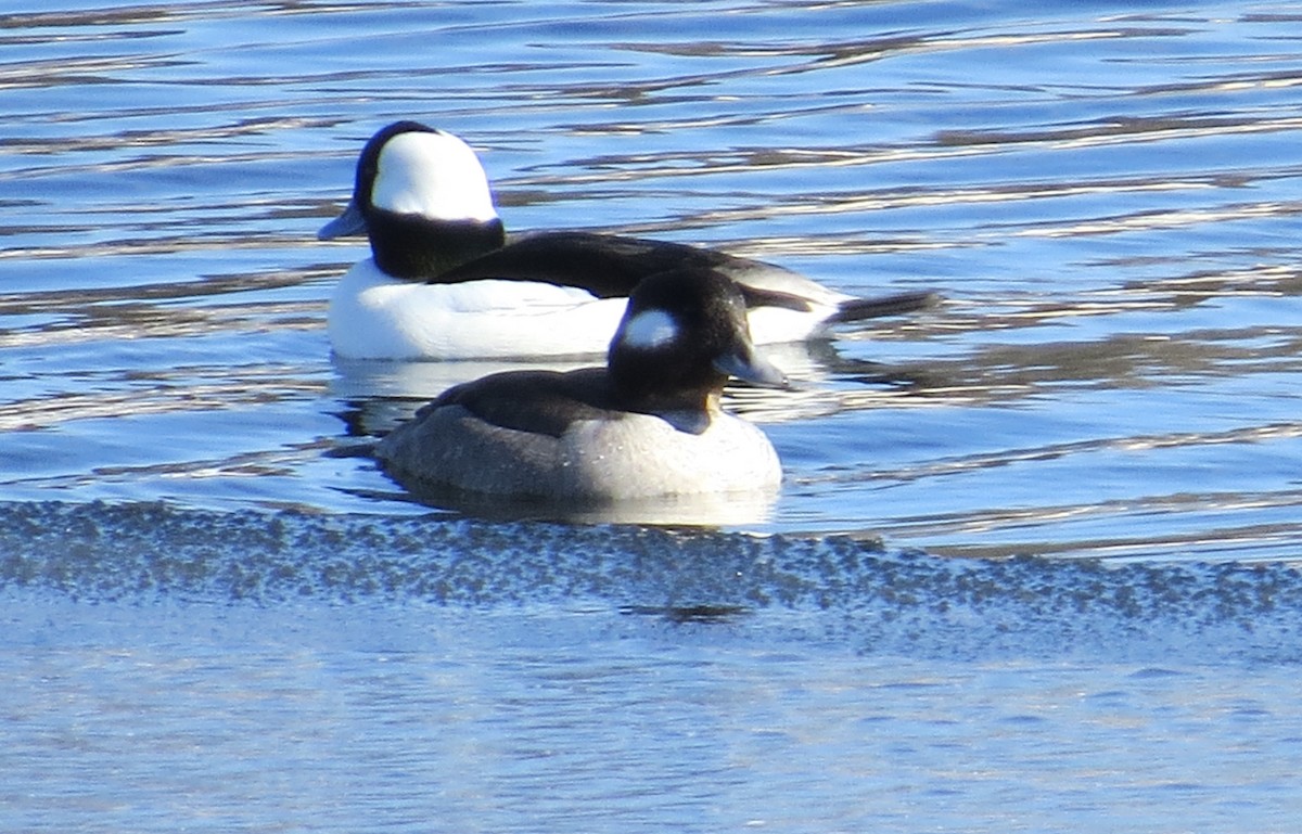 Bufflehead - James Hirtle