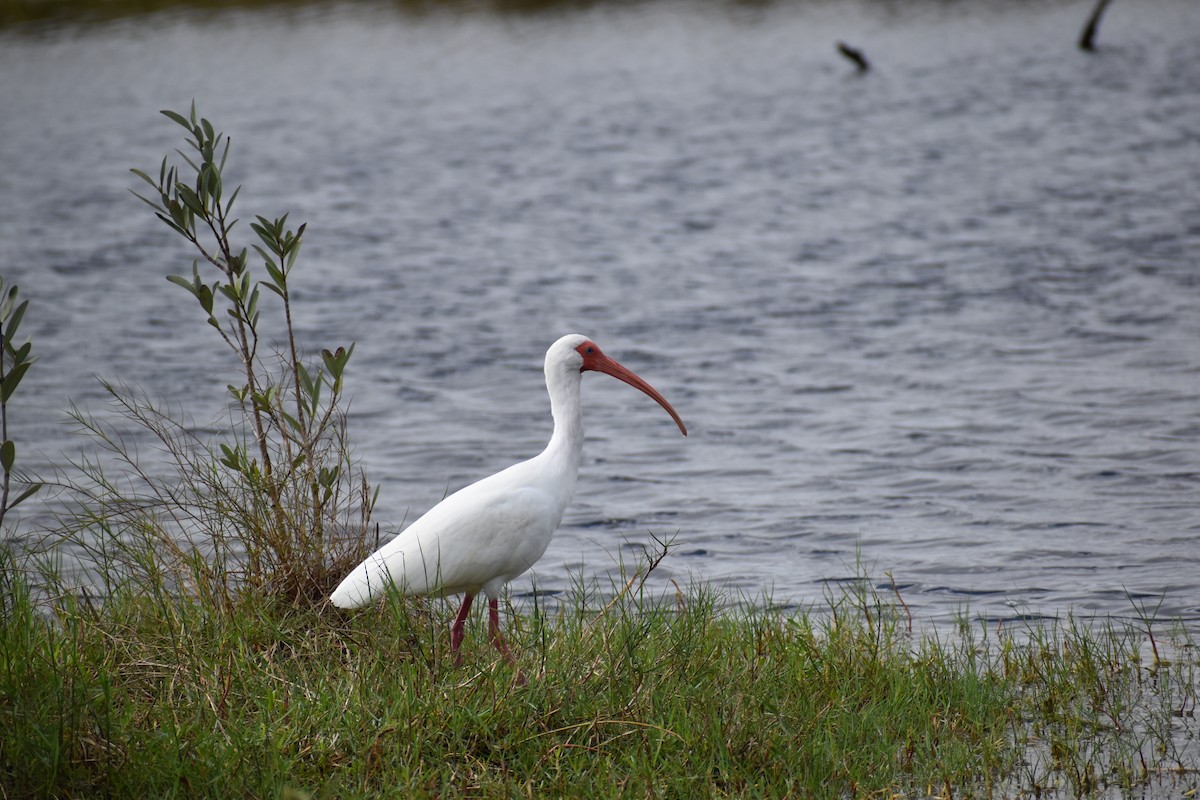 ibis bílý - ML308617341