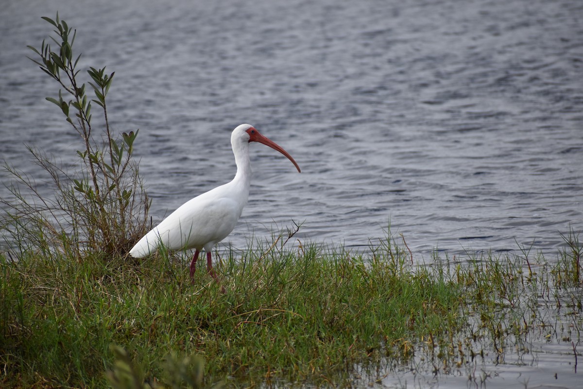 ibis bílý - ML308617541