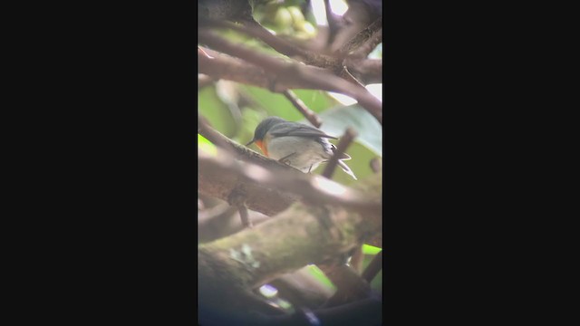 Flame-throated Warbler - ML308619061