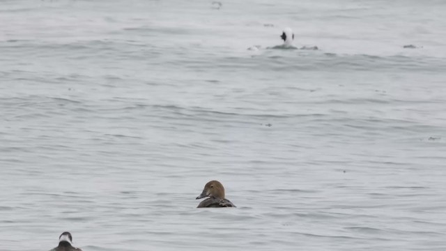 King Eider - ML308620171