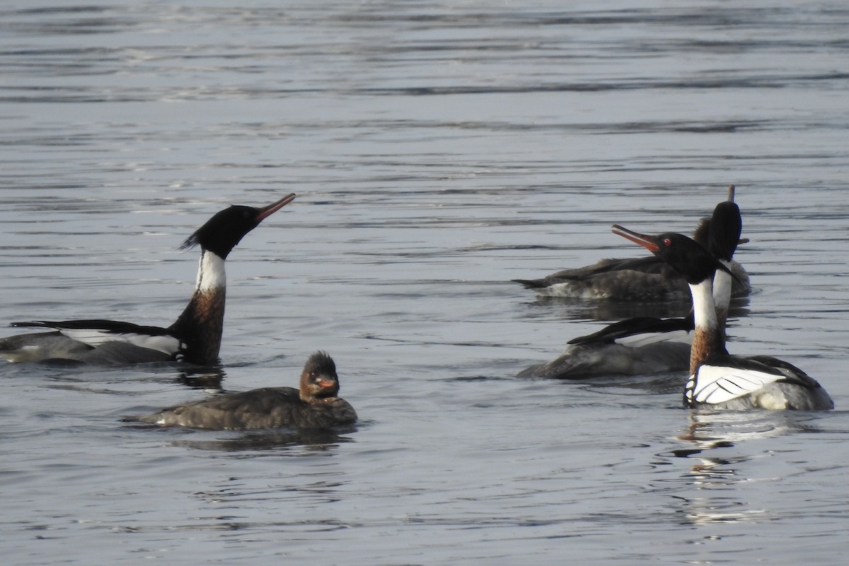 Red-breasted Merganser - ML308622121