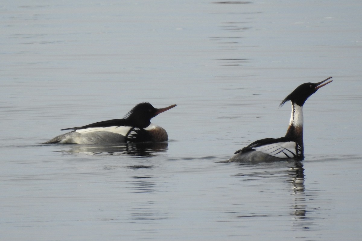 Red-breasted Merganser - ML308622191