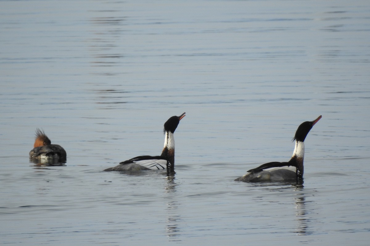 Red-breasted Merganser - ML308622271