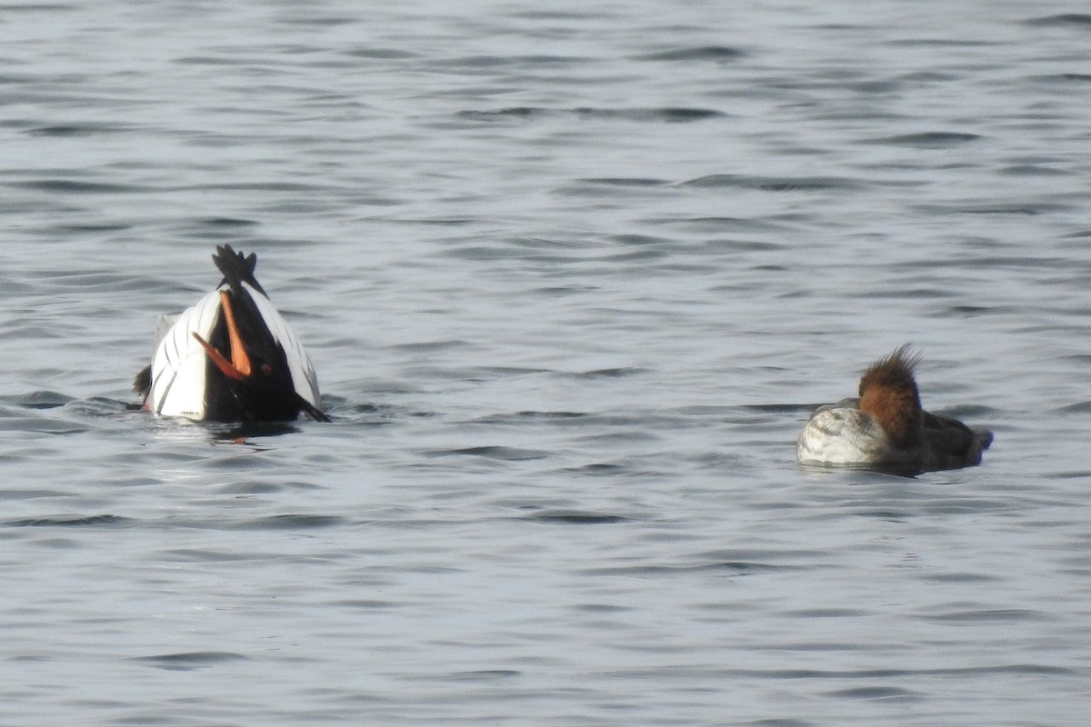 Red-breasted Merganser - ML308622411