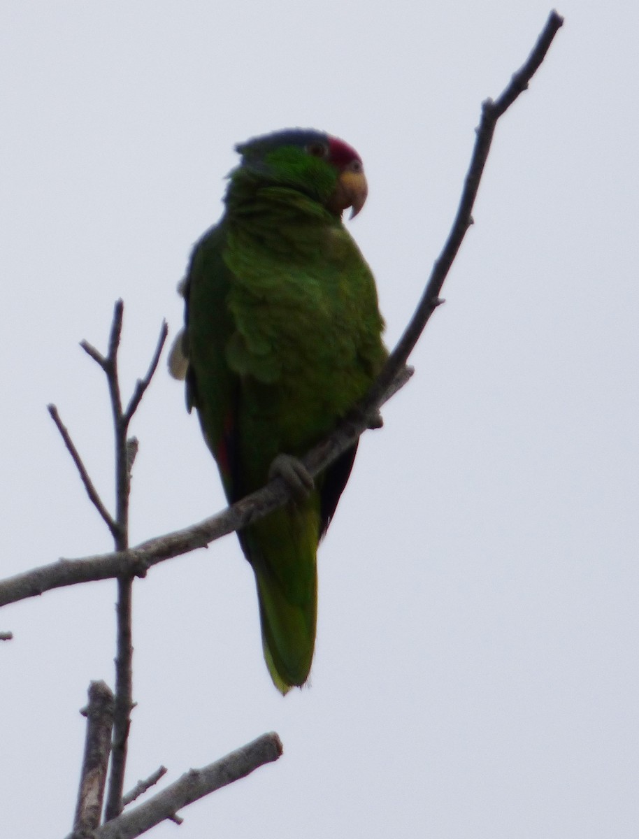 Lilac-crowned Parrot - ML30862261