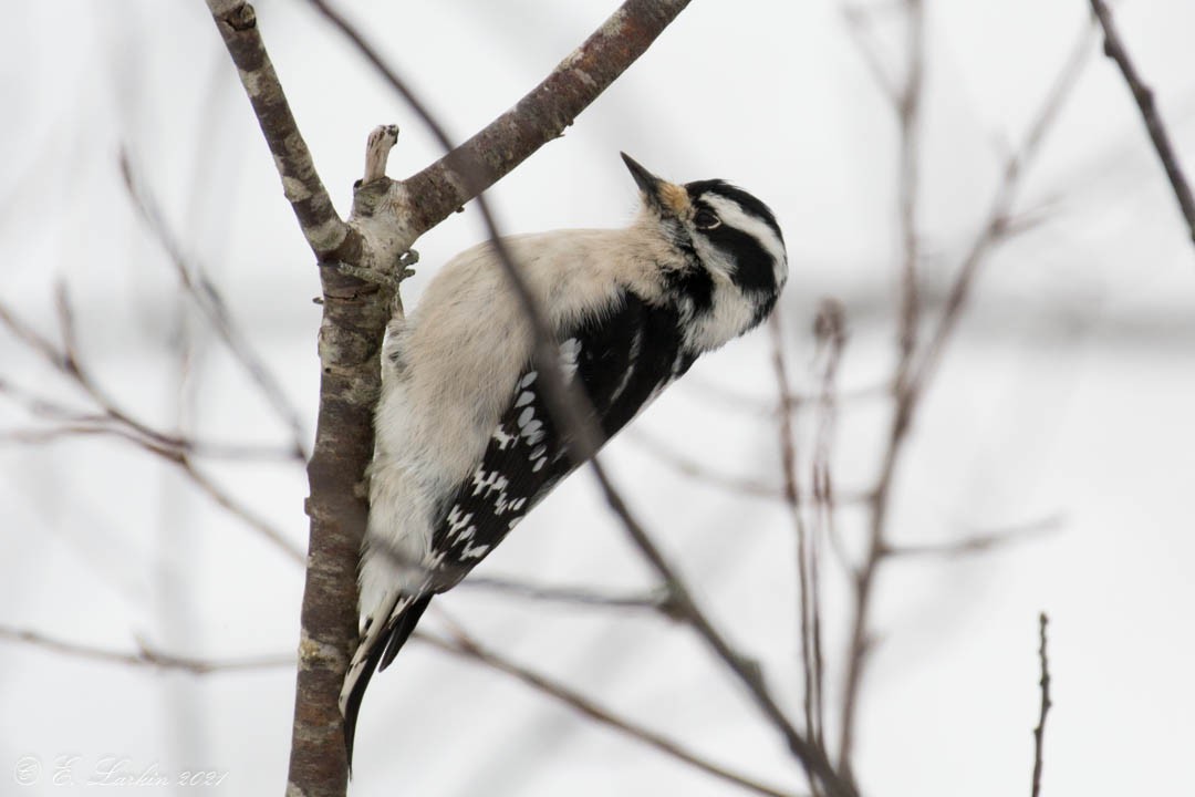 Downy Woodpecker - ML308622731