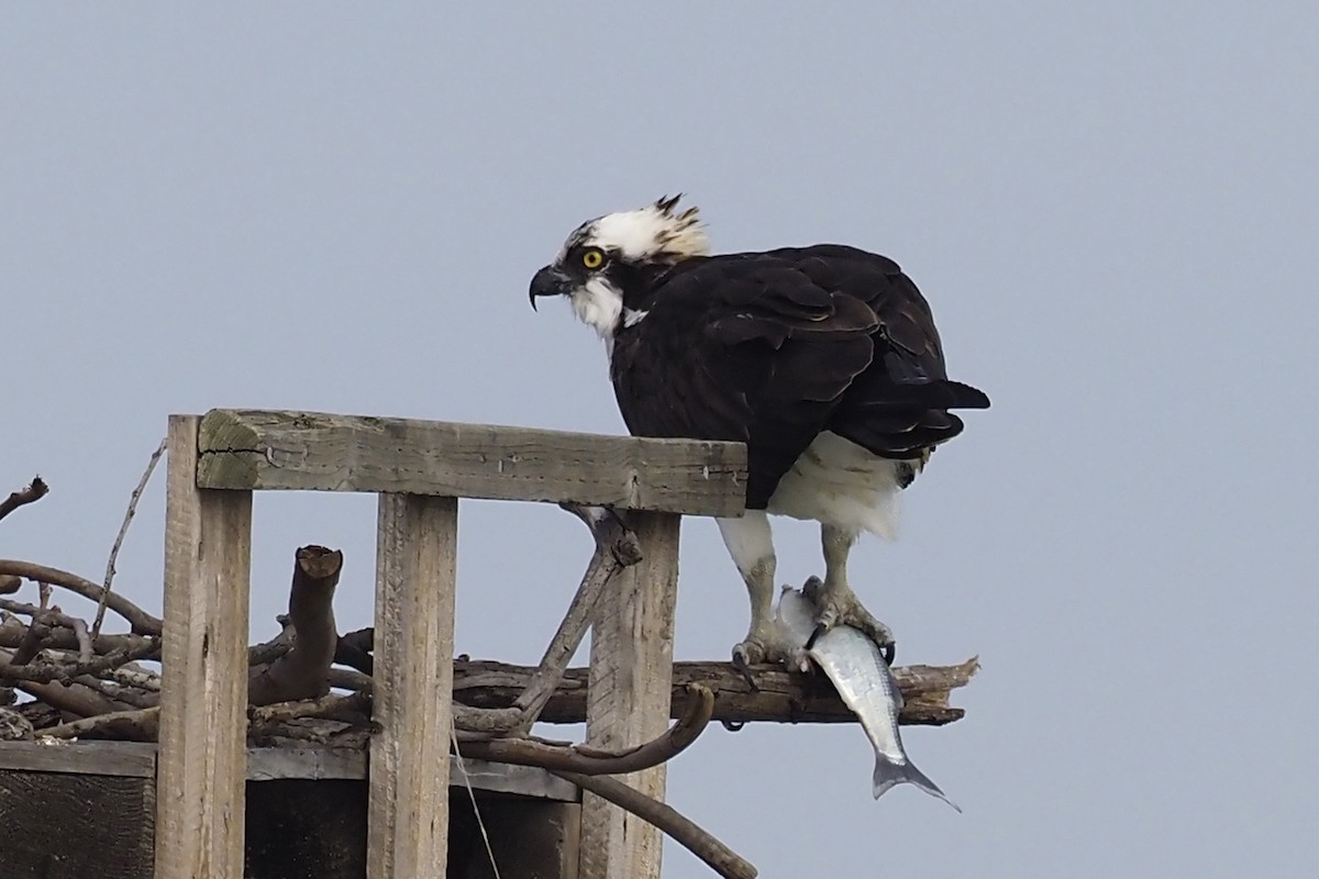 Osprey - ML308622741