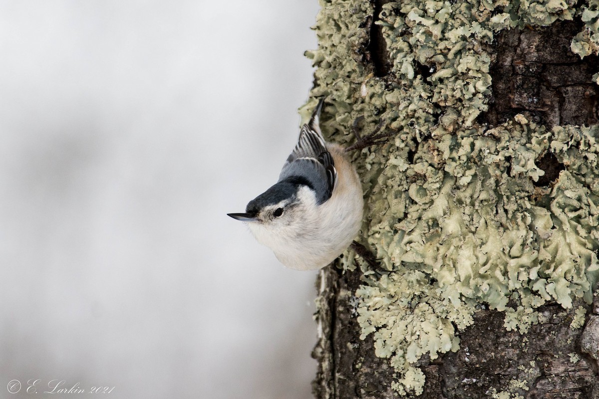 White-breasted Nuthatch - Emily Larkin
