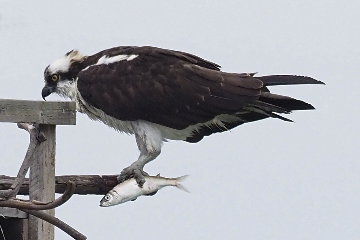 Osprey - ML308624751