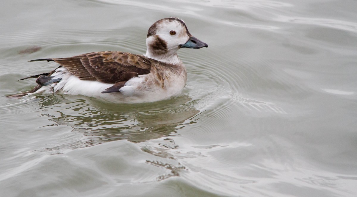 Long-tailed Duck - Nathan Tea