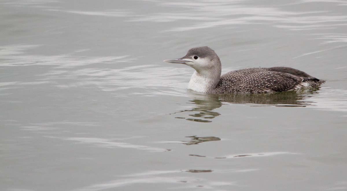 Red-throated Loon - Nathan Tea