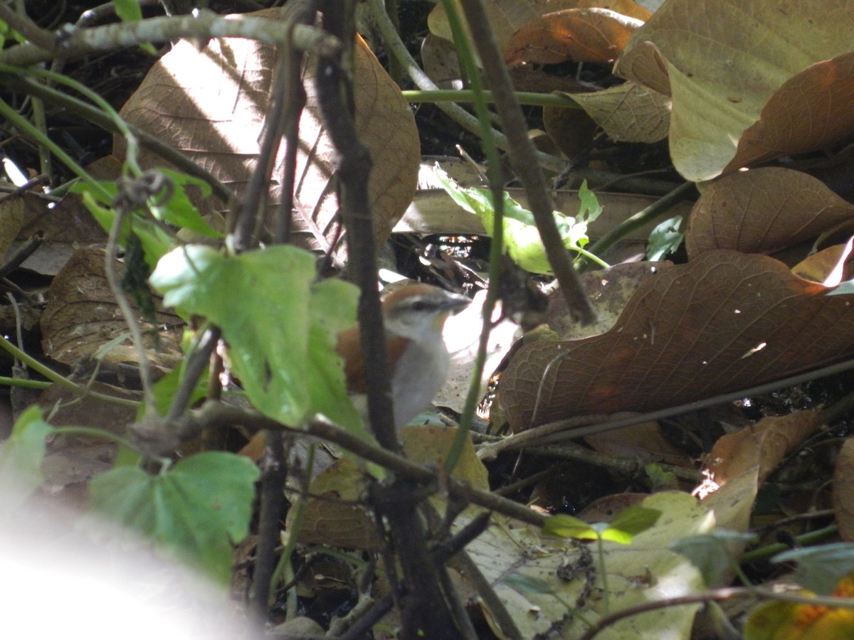 Yellow-chinned Spinetail - ML308629191