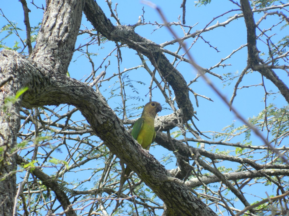 aratinga hnědohrdlý - ML308629631