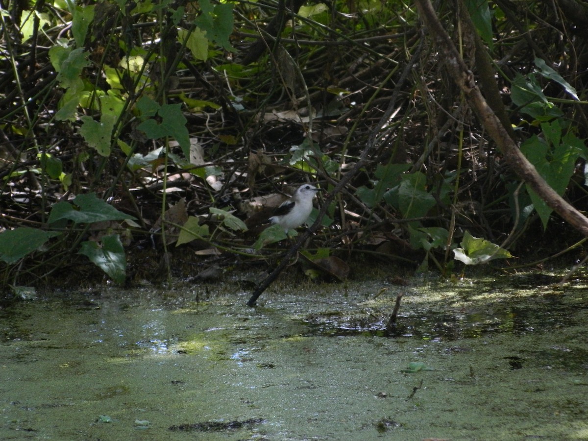 Pied Water-Tyrant - Gianco Angelozzi-Blanco