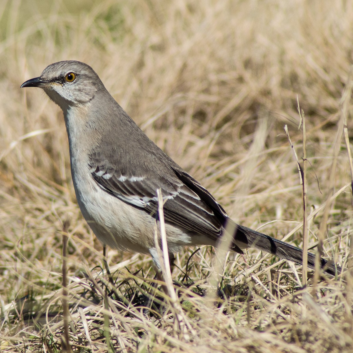 Northern Mockingbird - ML308633441