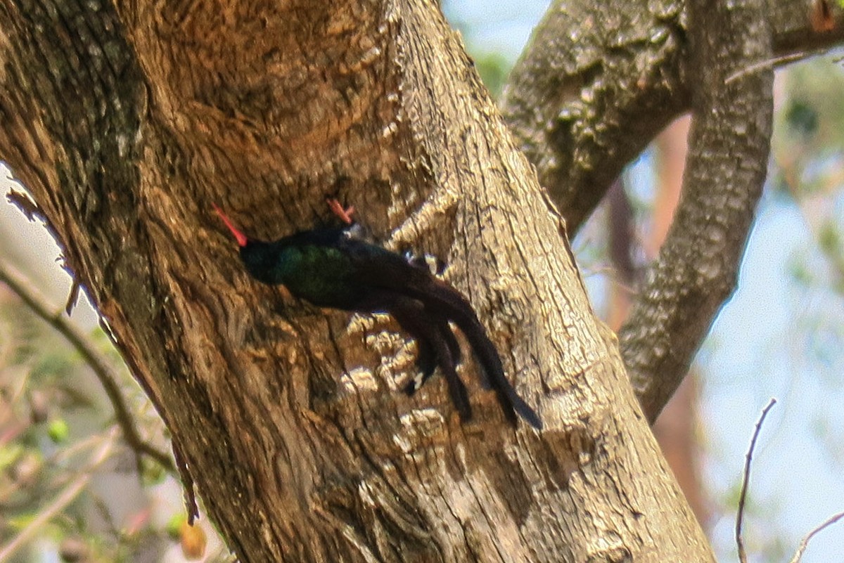 Green Woodhoopoe - ML308634061