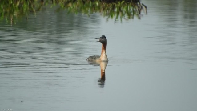 Great Grebe - ML308635131