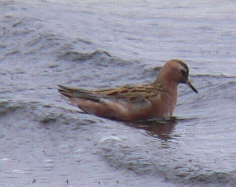 Phalarope à bec large - ML30863531