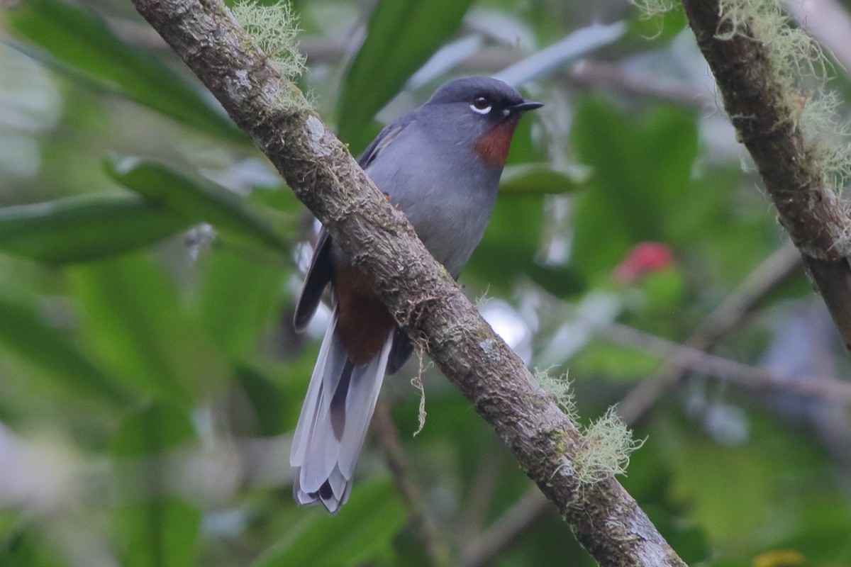 Rufous-throated Solitaire - Fabio Olmos