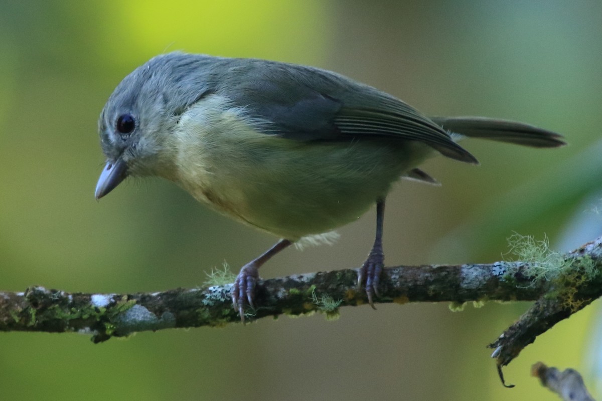 Blue Mountain Vireo - ML308636891