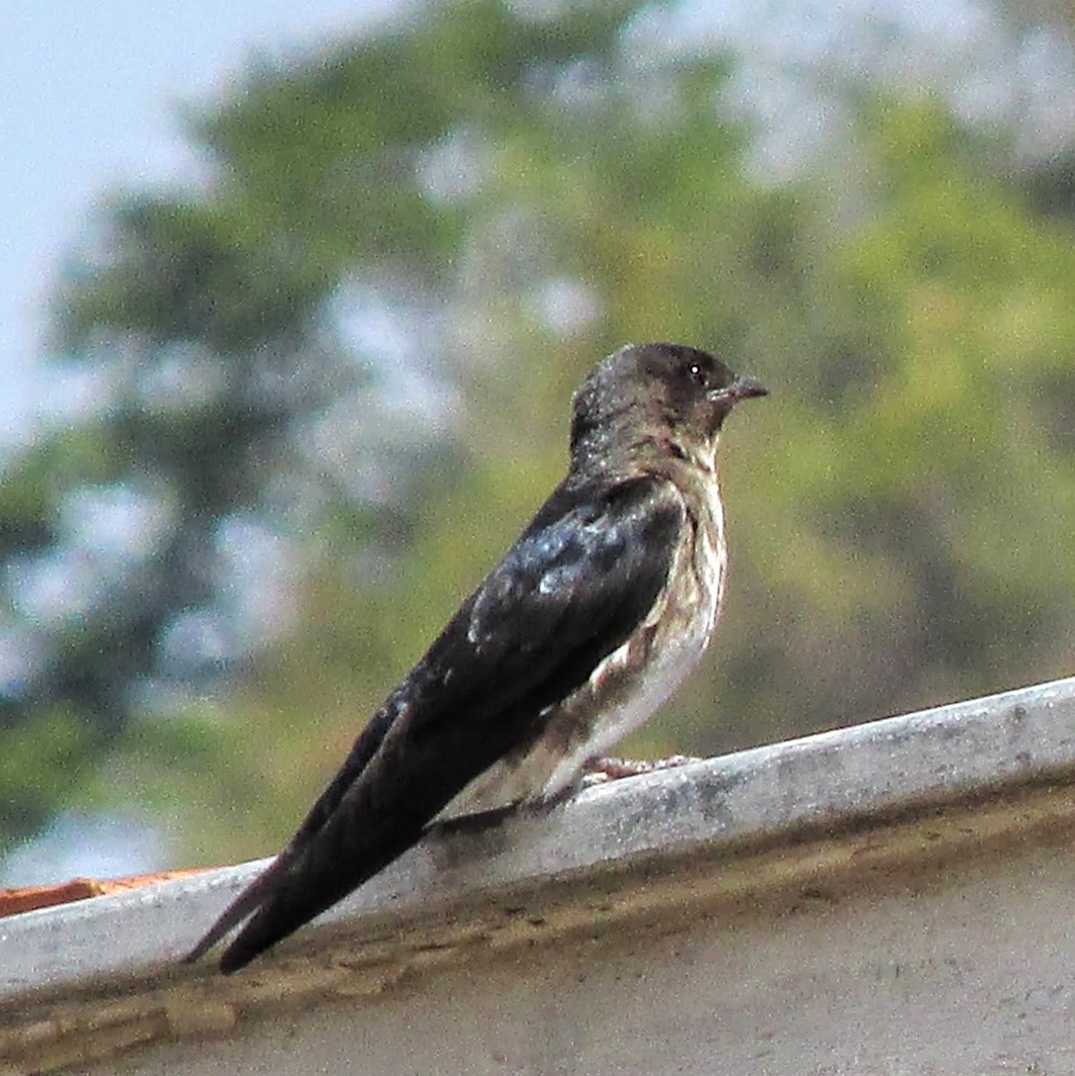 Gray-breasted Martin - ML308637521