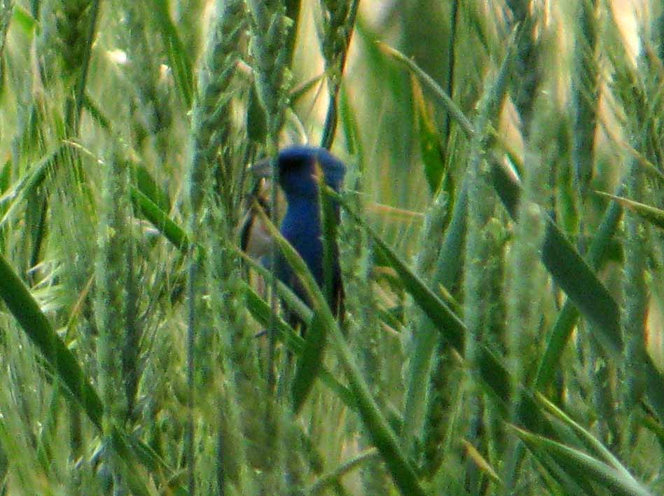 Indigo Bunting - ML30863761