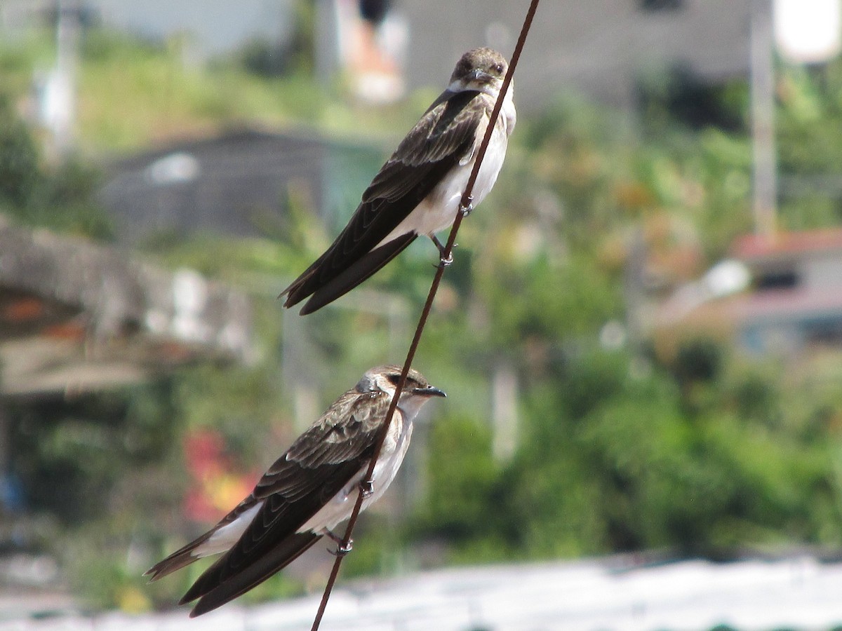 Brown-chested Martin - ML308637721