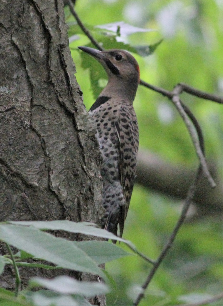 Northern Flicker - ML30863801