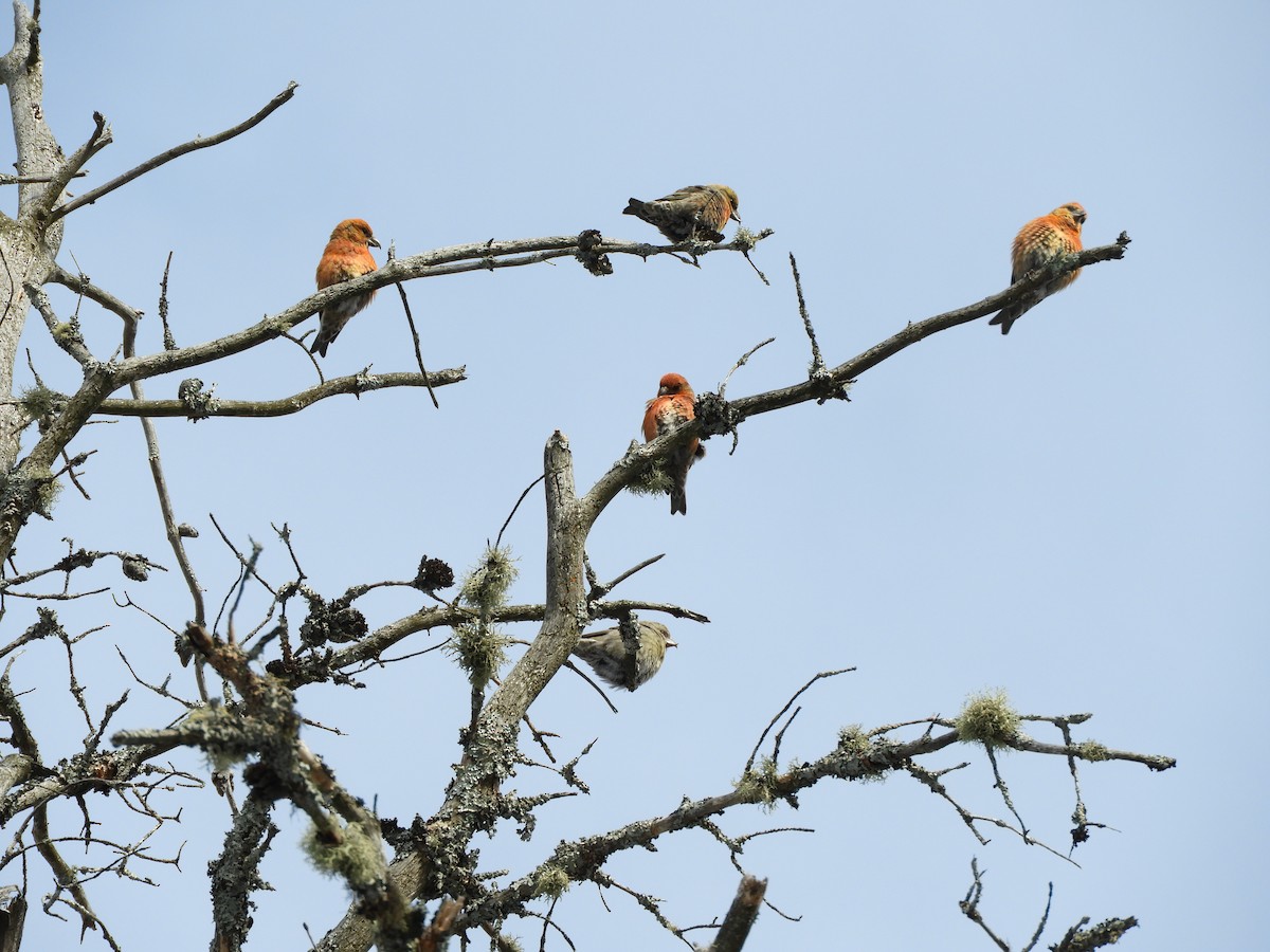 Гацуурын солбин хошуут - ML308638281