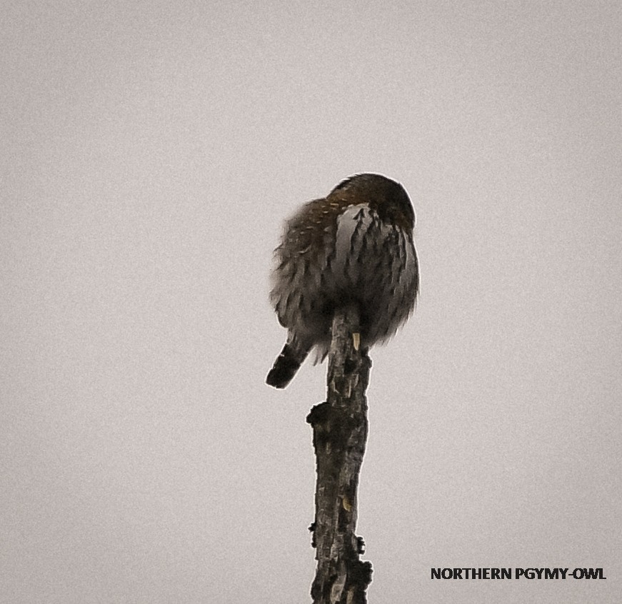 Northern Pygmy-Owl - ML308638481