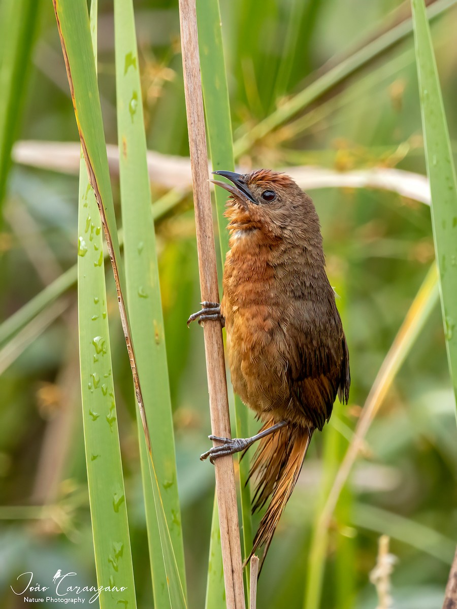 Orange-breasted Thornbird - ML308639081