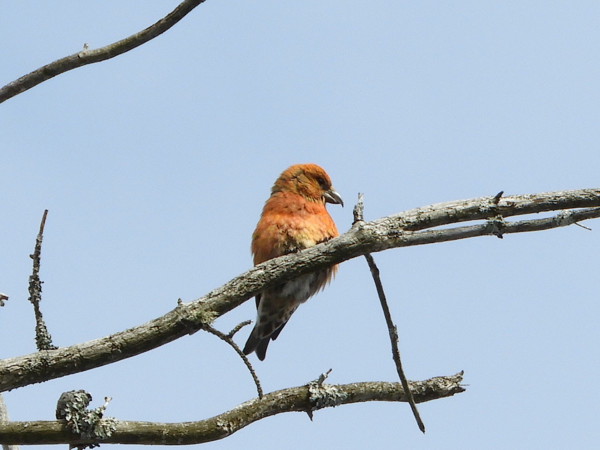 Гацуурын солбин хошуут - ML308639231