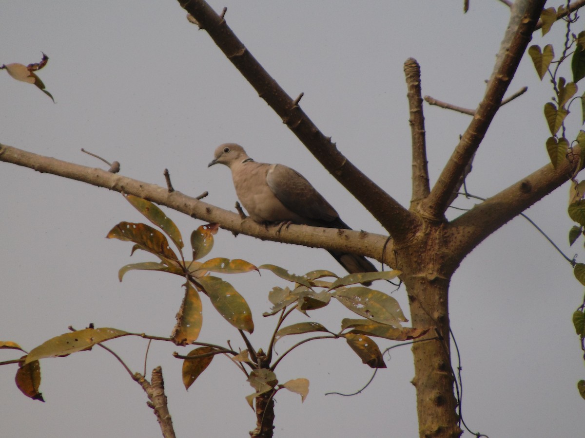 Eurasian Collared-Dove - Leons Mathew Abraham