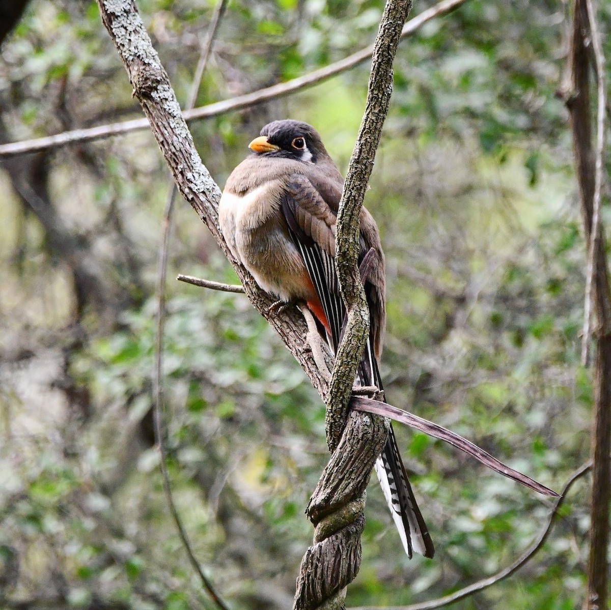 Elegant Trogon - Keith Andringa