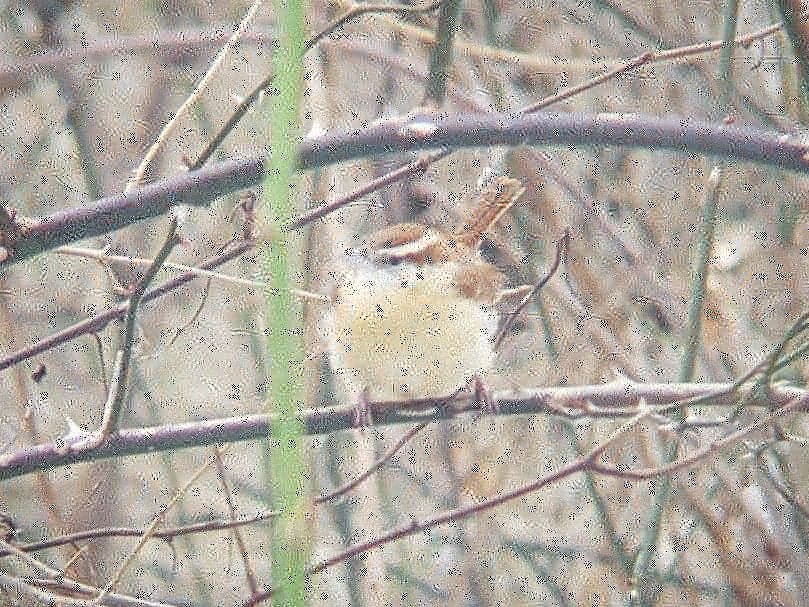 Carolina Wren - ML308642781
