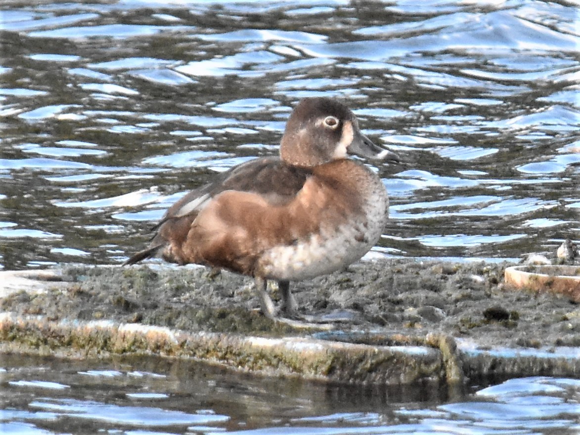 Ring-necked Duck - ML308644111