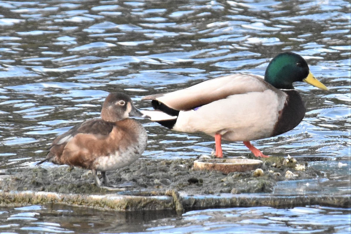 Ring-necked Duck - ML308644181