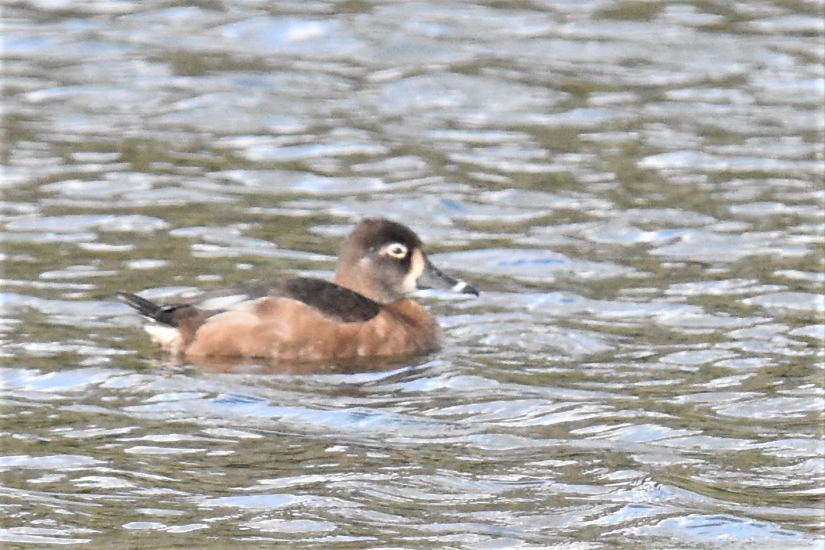 Ring-necked Duck - ML308644211