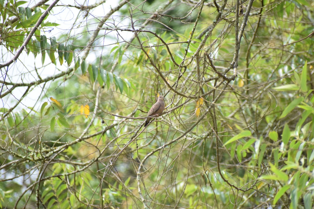 Common Ground Dove - ML308645871