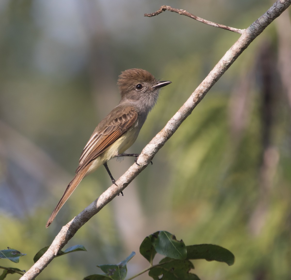 Yucatan Flycatcher - Isaias Morataya