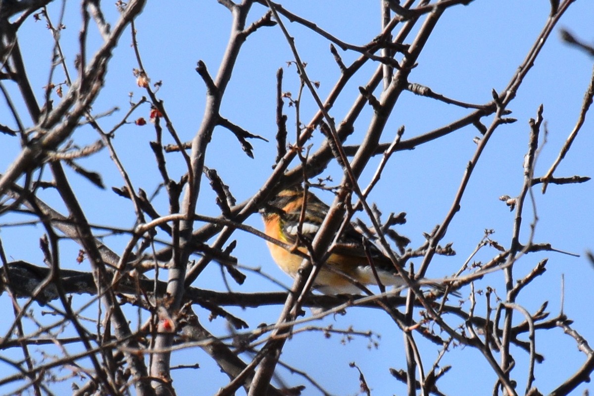 Black-headed Grosbeak - ML308649571