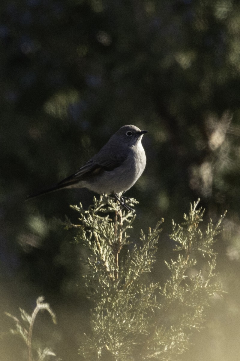 Townsend's Solitaire - ML308652441