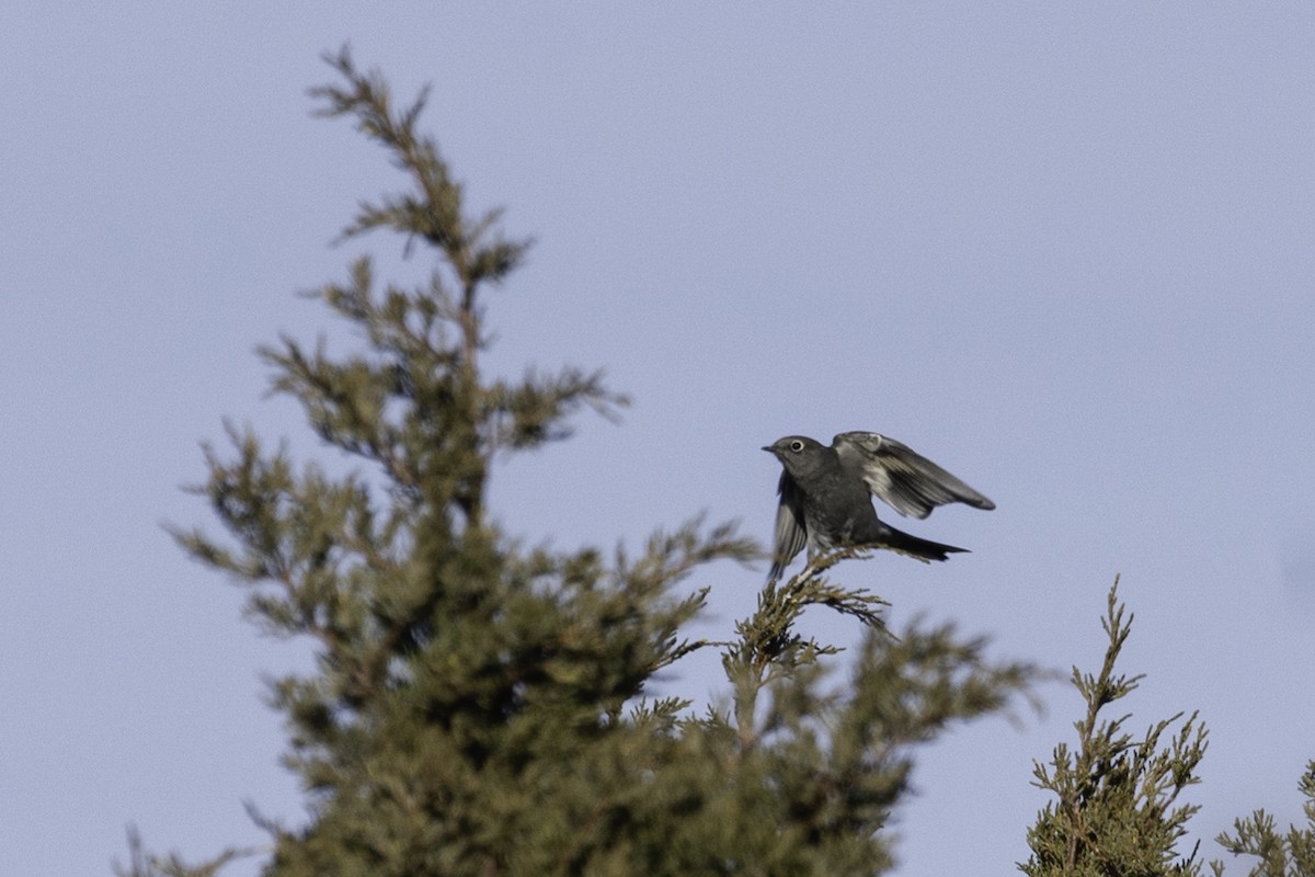 Townsend's Solitaire - ML308652451