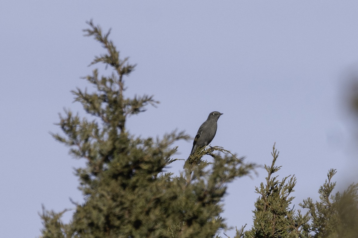 Townsend's Solitaire - ML308652481