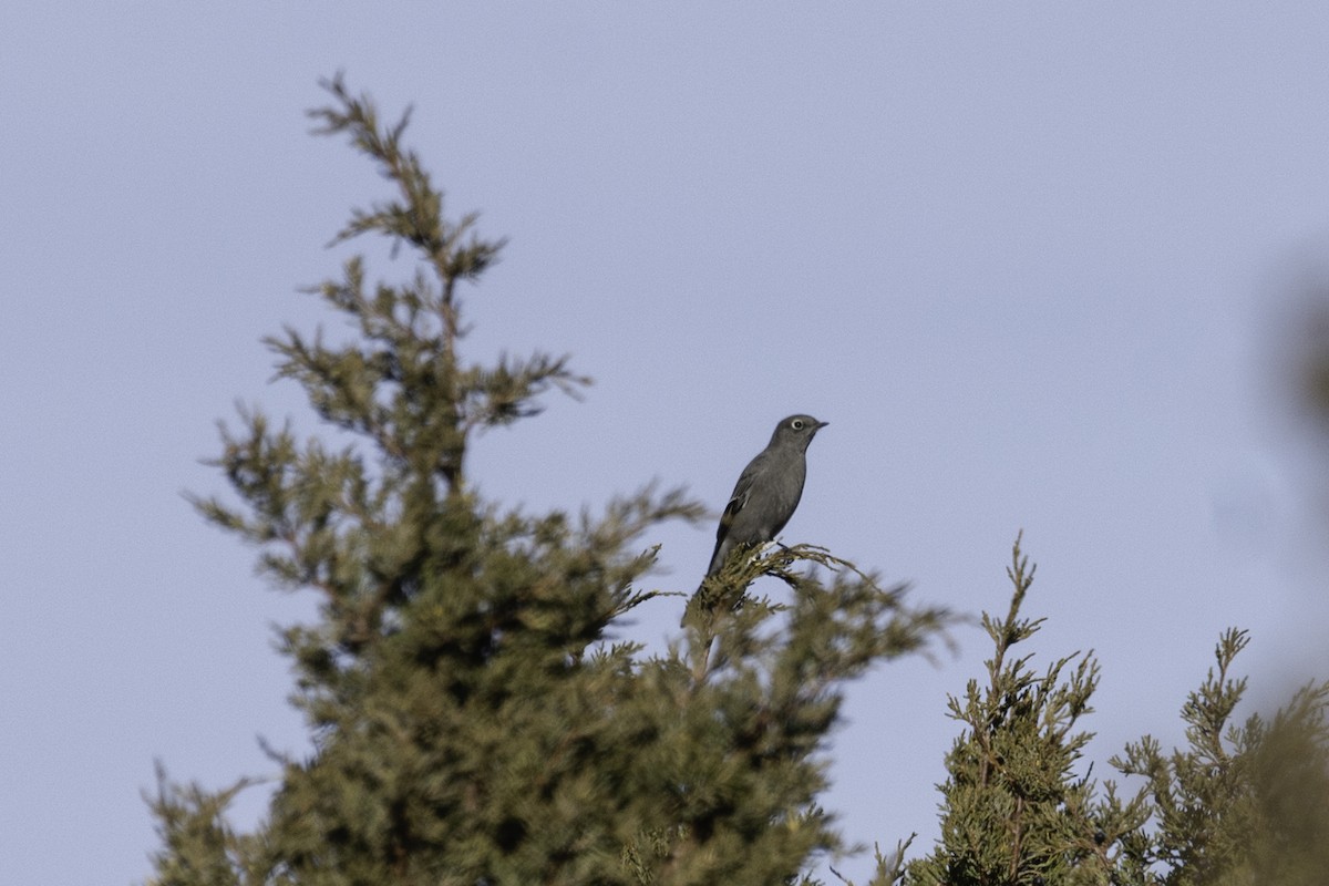 Townsend's Solitaire - Lucas Schrader